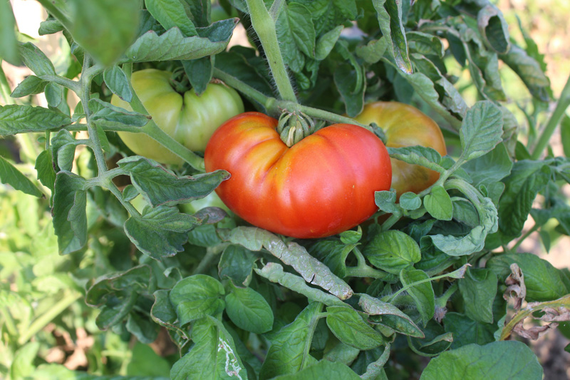 Festa dell'antico pomodoro Riccio di Parma